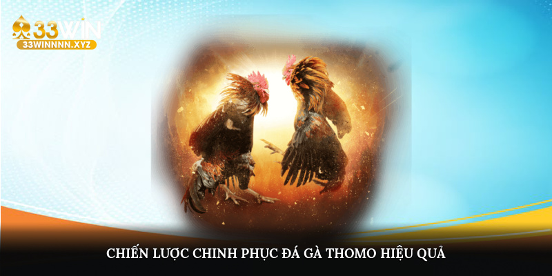 Chiến lược chinh phục đá gà Thomo hiệu quả